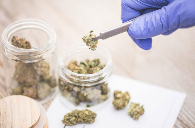 Transparent Cannabis