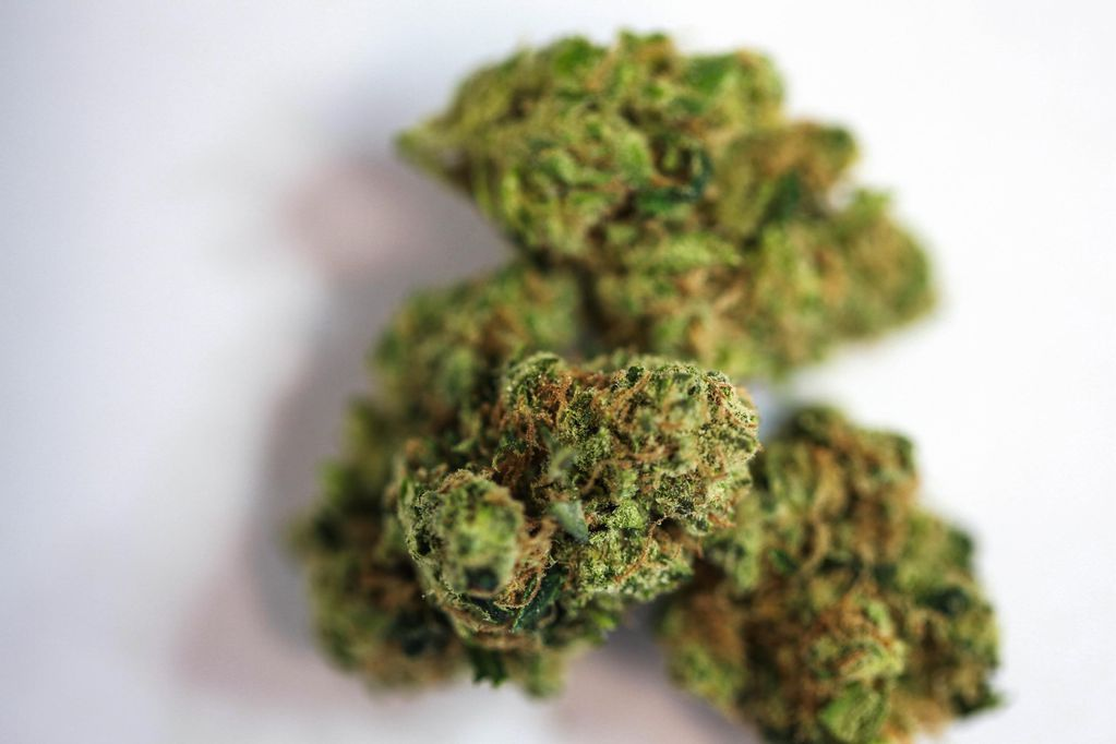 Autoflowering Cannabis Seeds Autoflowering Cannabis Seeds