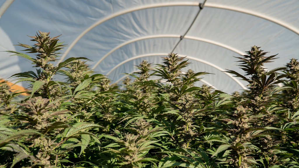 1oz Sunshine *Sativa* review