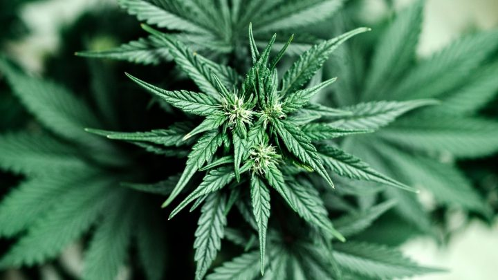 Weed accessories guide Weed accessories guide