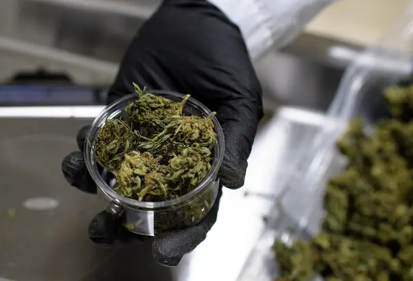 Marijuana & Canada Travel: What Should I Know?