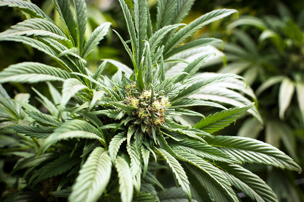 CBD Nasal Spray guide