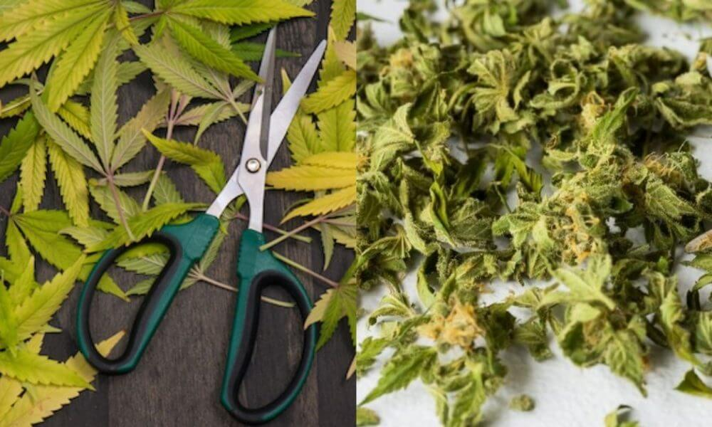 Can Canada ship weed?