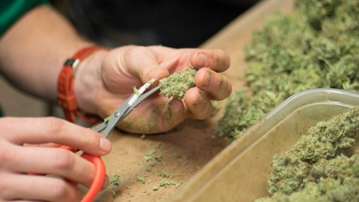 What is CBD used for?