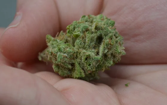 Apricot Cookies guide