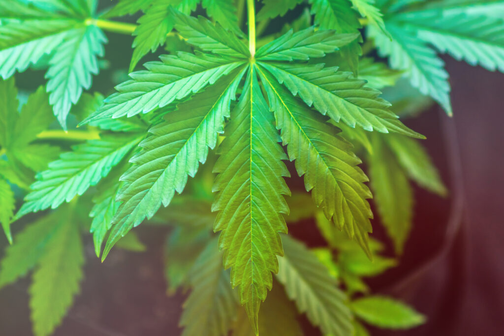 Canada weed deliveries Canada weed deliveries