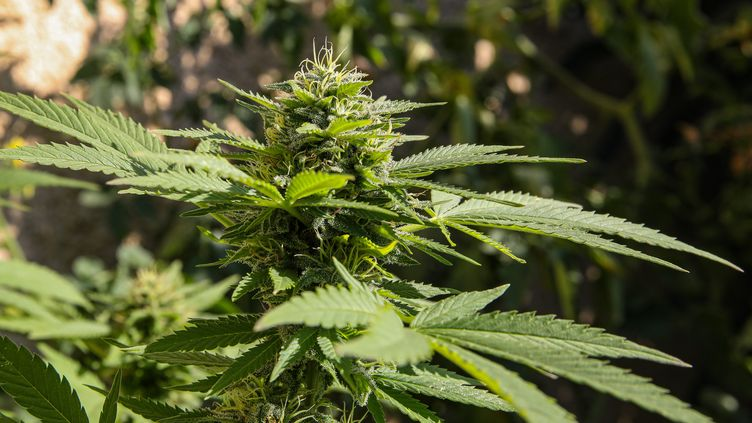 What Are the Best Marijuana Fertilizers and Nutrients?