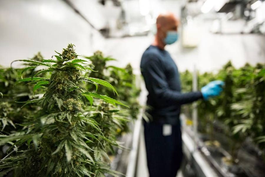 What are other names for weed concentrate?