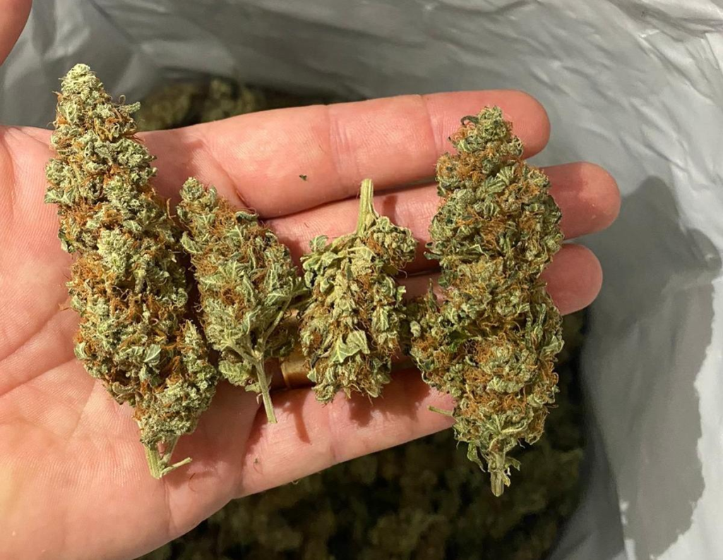 Dragonfire RED Propolis review